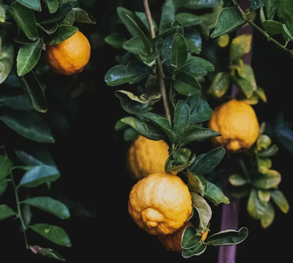 Saisonale Produkte aus regionalem Anbau und internationalen Quellen täglich frisch geliefert. Entdecken Sie auch exotische Früchte und besondere Sorten, die Sie nicht überall finden.